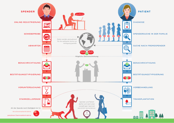 von der Registrierung bis zur Stammzellspende